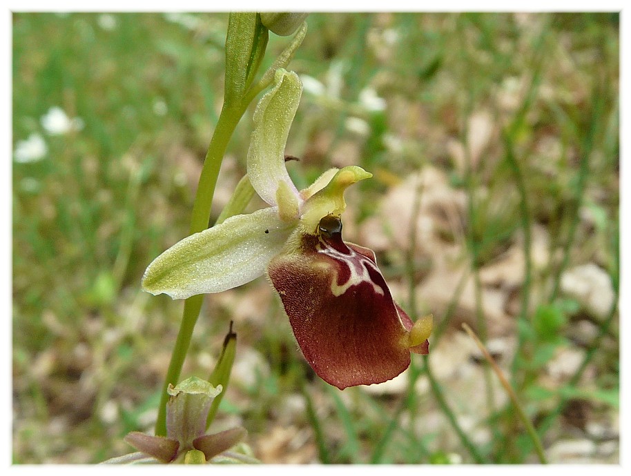 Ibrido: Ophrys fuciflora x O. lacaitae
